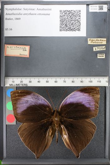 Media type: image;   Entomology 106222